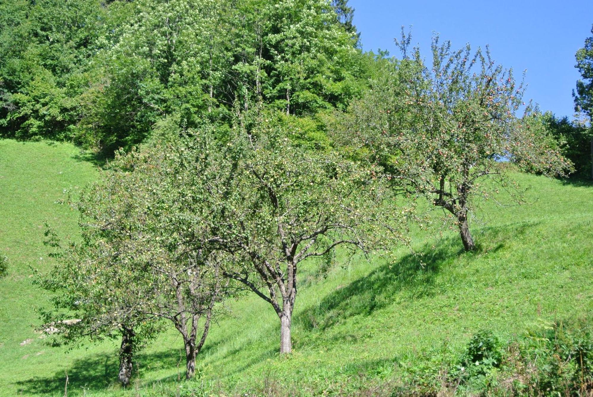Apartments Tourist Farm Storman With Ev Ch-Station Tržič Eksteriør bilde